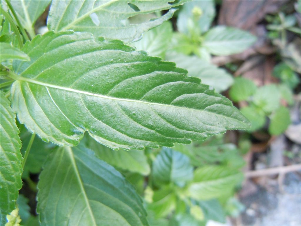 Mercurialis annua